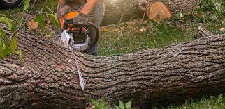 Trusted Highland City, FL Tree Care Experts